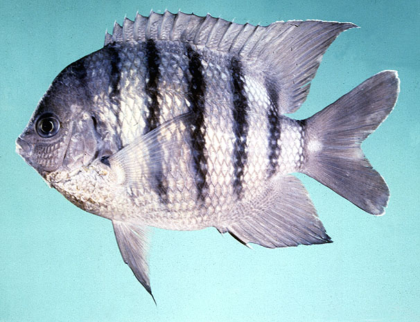 Abudefduf bengalensis
